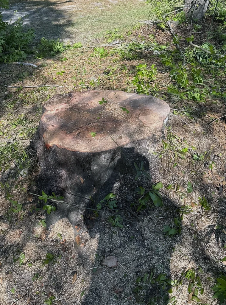 Stump Grinding Service